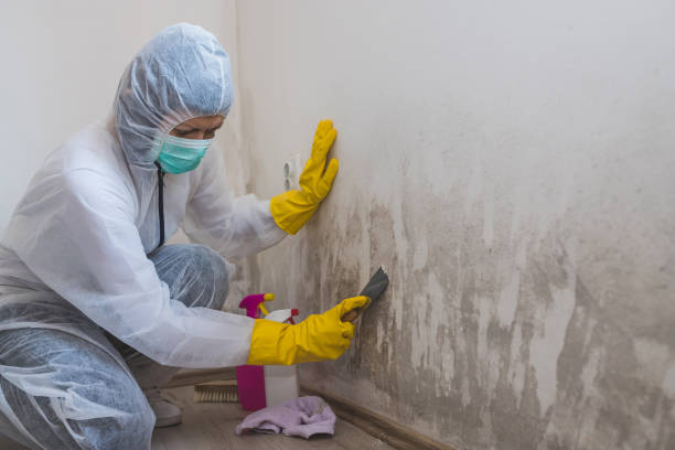 Best Attic Mold Removal  in Kimball, NE