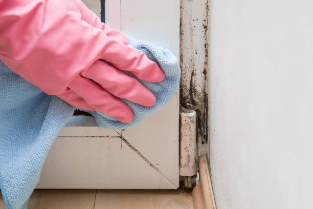 Professional Mold Removal in Kimball, NE