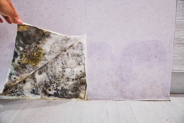 Best Attic Mold Removal  in Kimball, NE